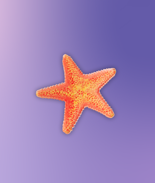 Sea Star Pin