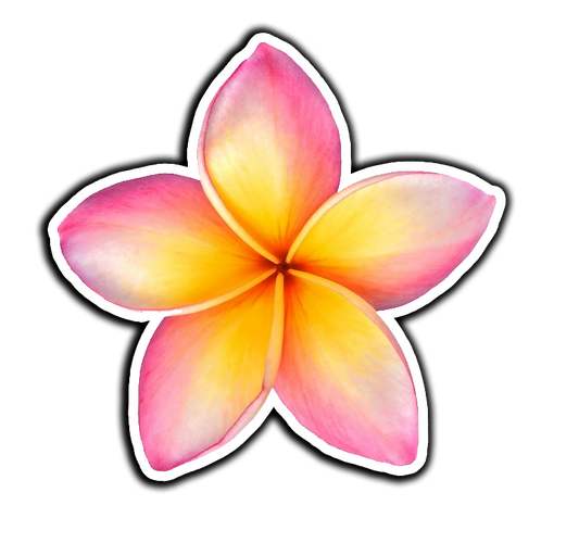 Frangipani Flowers Beauty