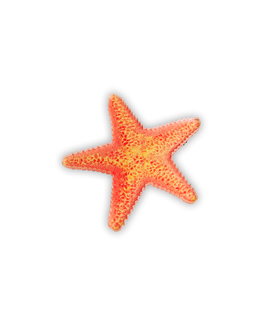 Sea Star Pin
