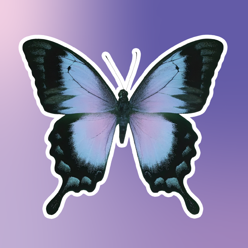 Blue Butterfly