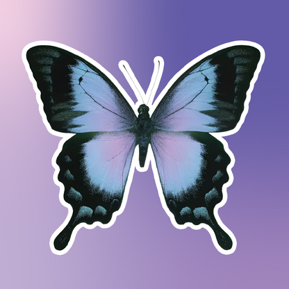 Blue Butterfly
