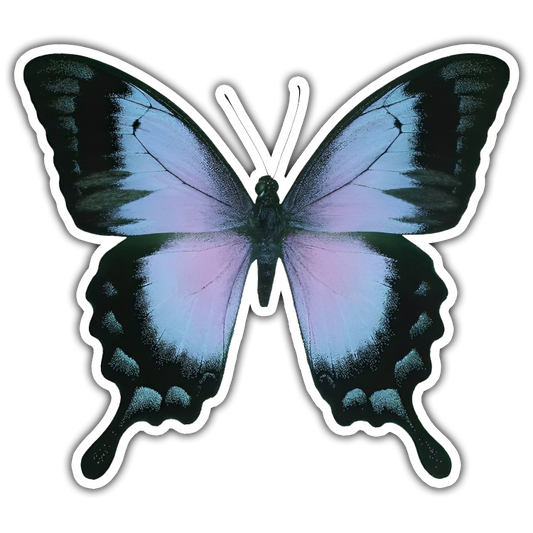 Blue Butterfly